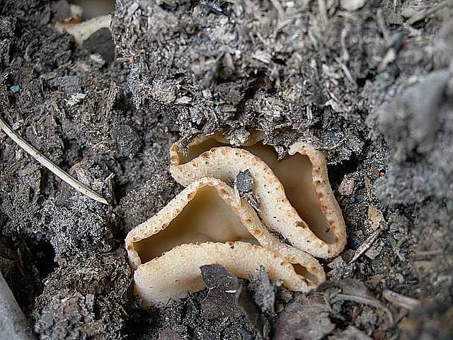 Una peziza nel sacco e altre specie primaverili